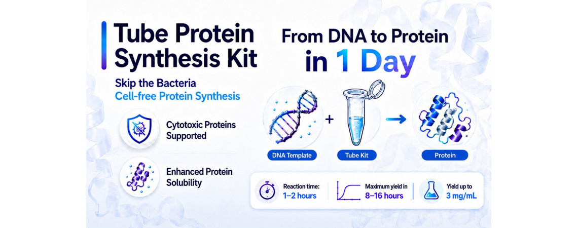 Tube Protein Synthesis Kit